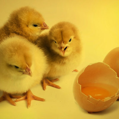 Wer war zuerst da das Huhn oder das Ei. Vielleicht ja beides?